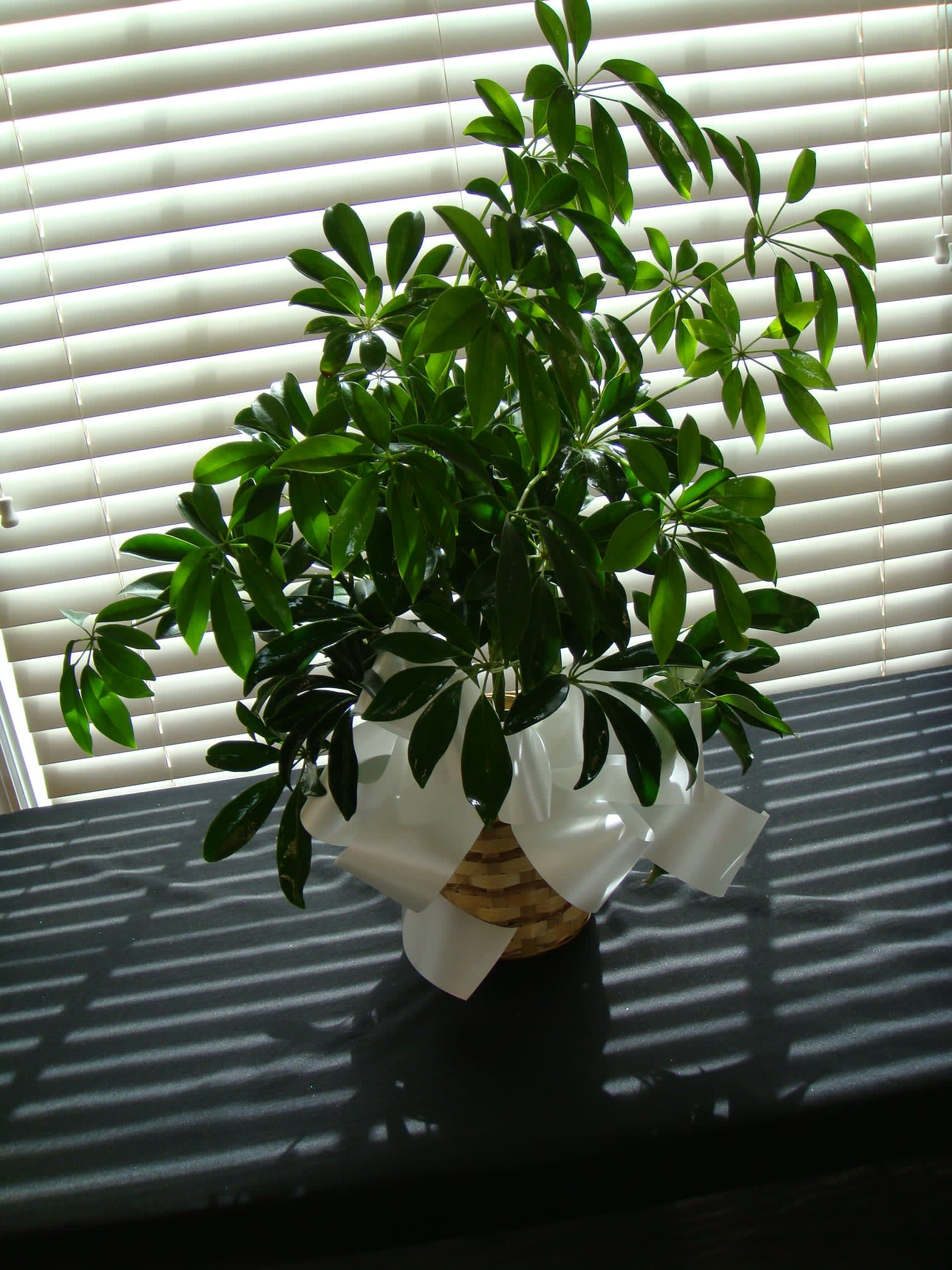 GPS Schefflera 12" to 18" Tall - GPS Schefflera 12" to 18" Tall comes in a wicker basket with a bow