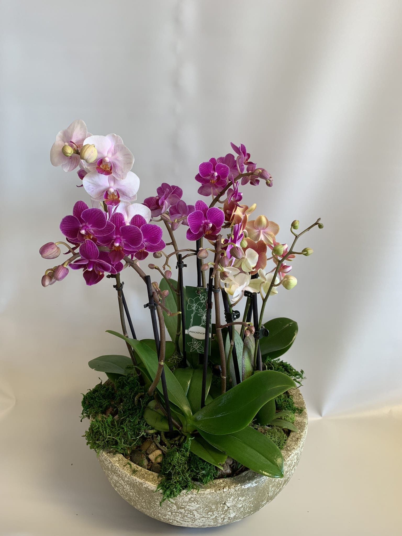 Potted arrangement of pink and white orchids in a stone bowl