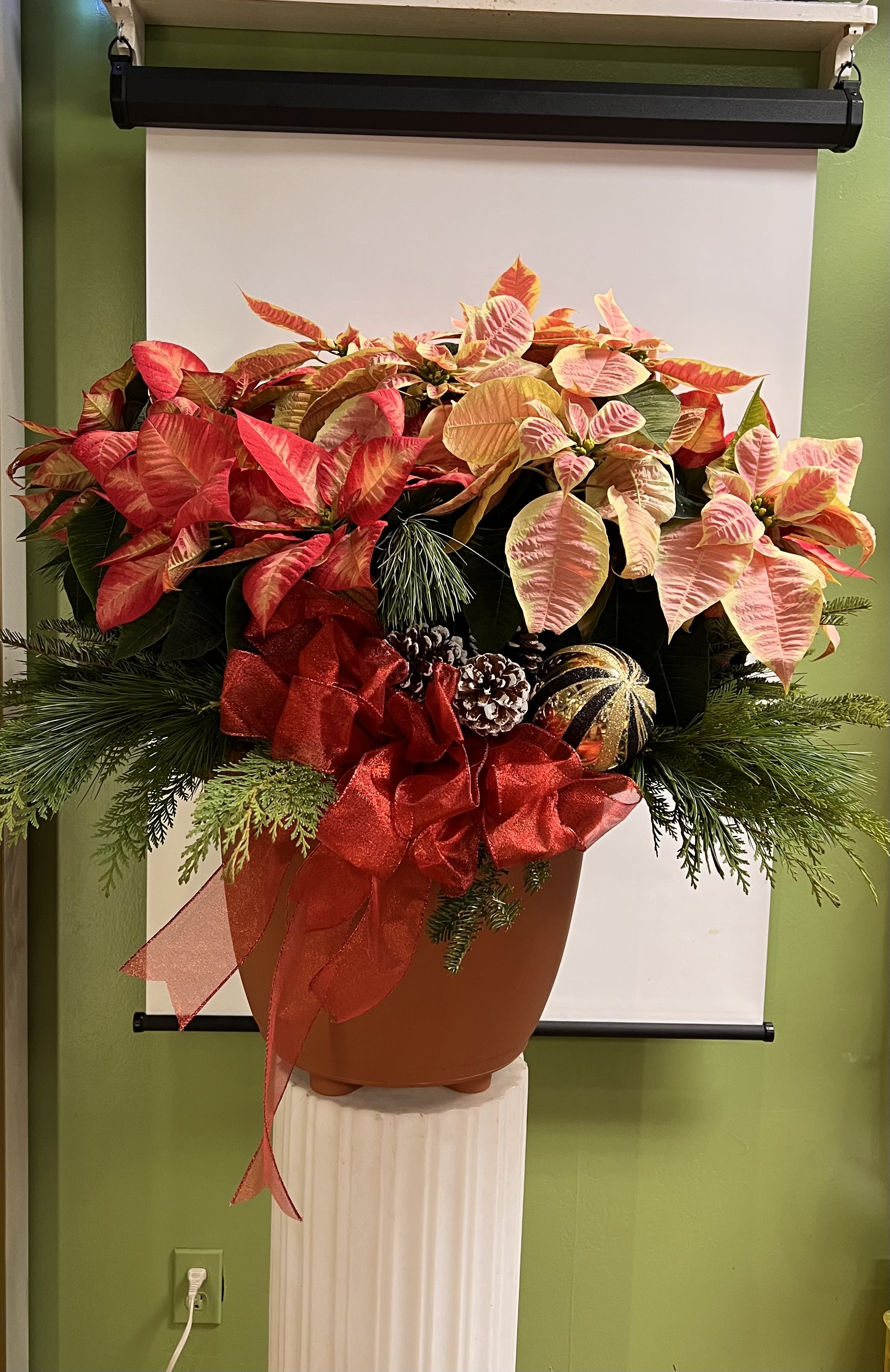 Potted poinsettia arrangement with red and pink bracts and a large red bow