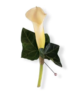 Single cream calla lily boutonniere with dark green leaves