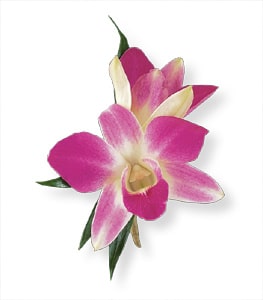 Pink and white orchid corsage with green leaves