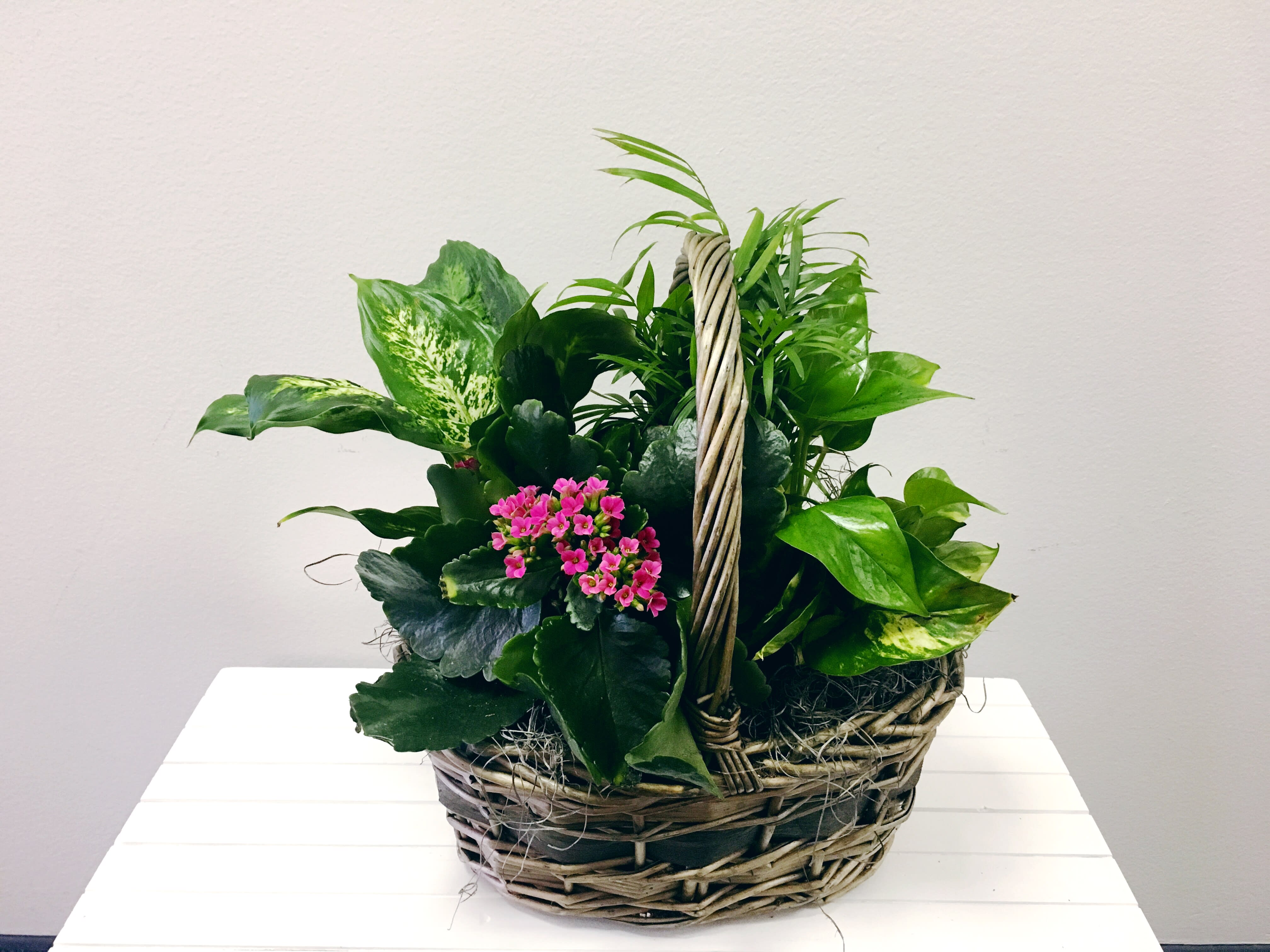 Medium Flowering Garden Basket - A full arrangement of 4 - 5 plants with a flowering plant. ** Plant material may vary based on availability**