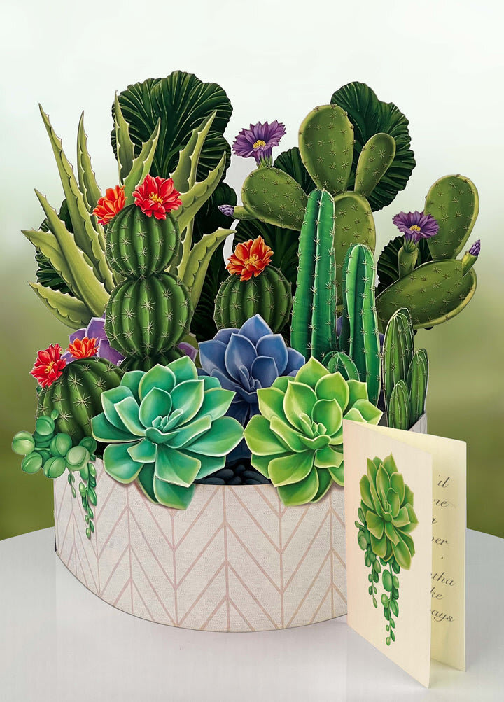 Succulent arrangement in a patterned round box with a greeting card