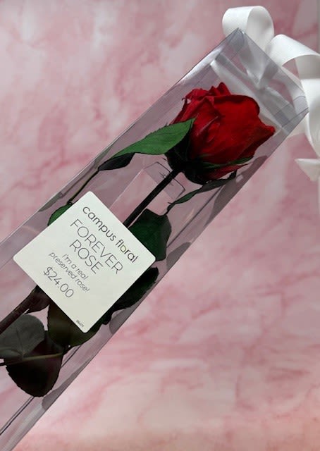 Forever Preserved Rose - No water needed, beautiful preserved single long stem rose in a clear box—timeless,  elegant, and zero maintenance. Choose from Red, Pink, or Dark Pink in the instructions box, or let us surprise you with a florist’s pick. Price is for one rose beautifully crafted to last. 