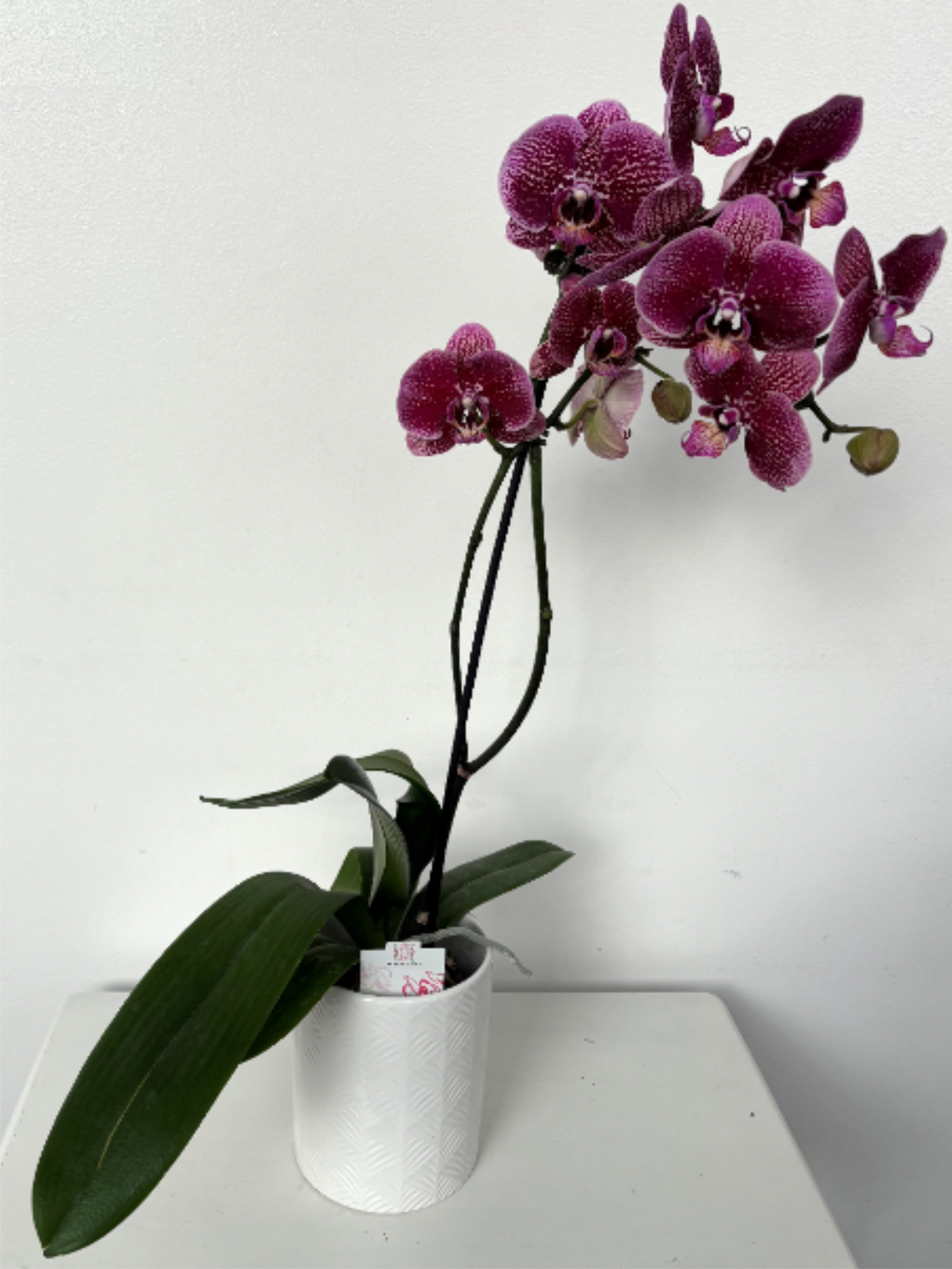 Single Orchid in Ceramic pot - A variety known as Phalaenopsis that is easy to care for and has the potential to bloom all year long. Depending on the availability of both flowers and containers, substitutions may be made. Photos are representations.