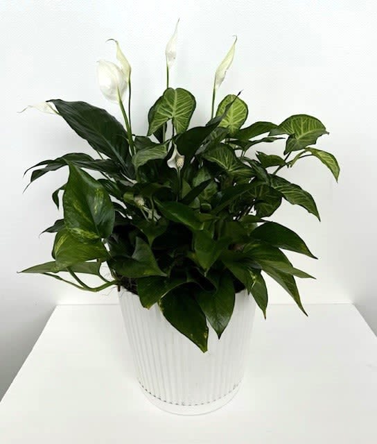 The Serenity Planter - A beautiful sympathy plant in a 10" x 9.5" pot. Please include requests for ribbon (BYU or other) in the special instructions. 