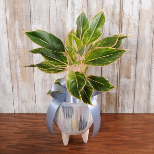 Potted green houseplant with variegated leaves in a tripod ceramic pot tied with a blue ribbon.