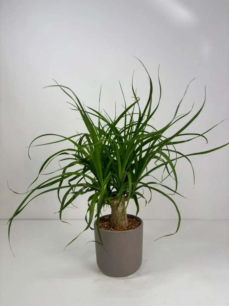 Potted green ponytail palm plant in a gray container
