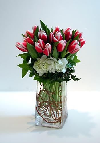 Red and white tulips in a clear glass vase with white hydrangeas