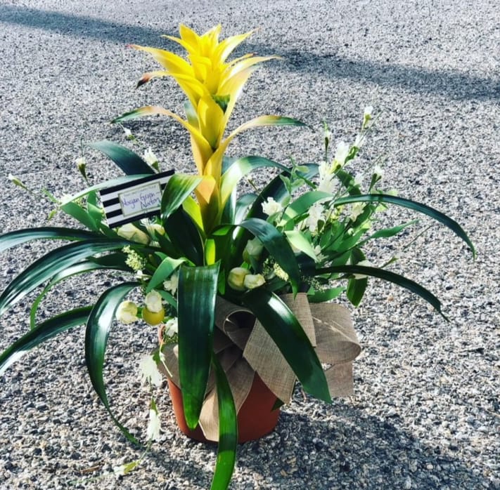Potted floral arrangement with a tall yellow bromeliad and white accent flowers