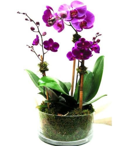 Purple orchids in a clear glass bowl with moss and green leaves