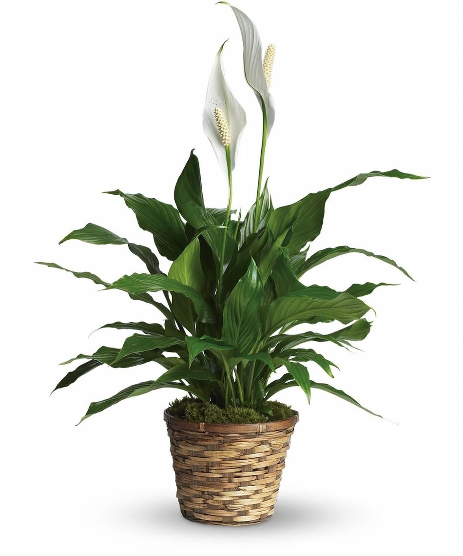 Potted peace lily in a woven basket planter