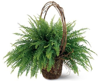 Basket of lush green fern fronds with a woven handle