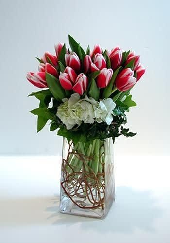 Red and white tulips in a clear rectangular vase with white hydrangeas