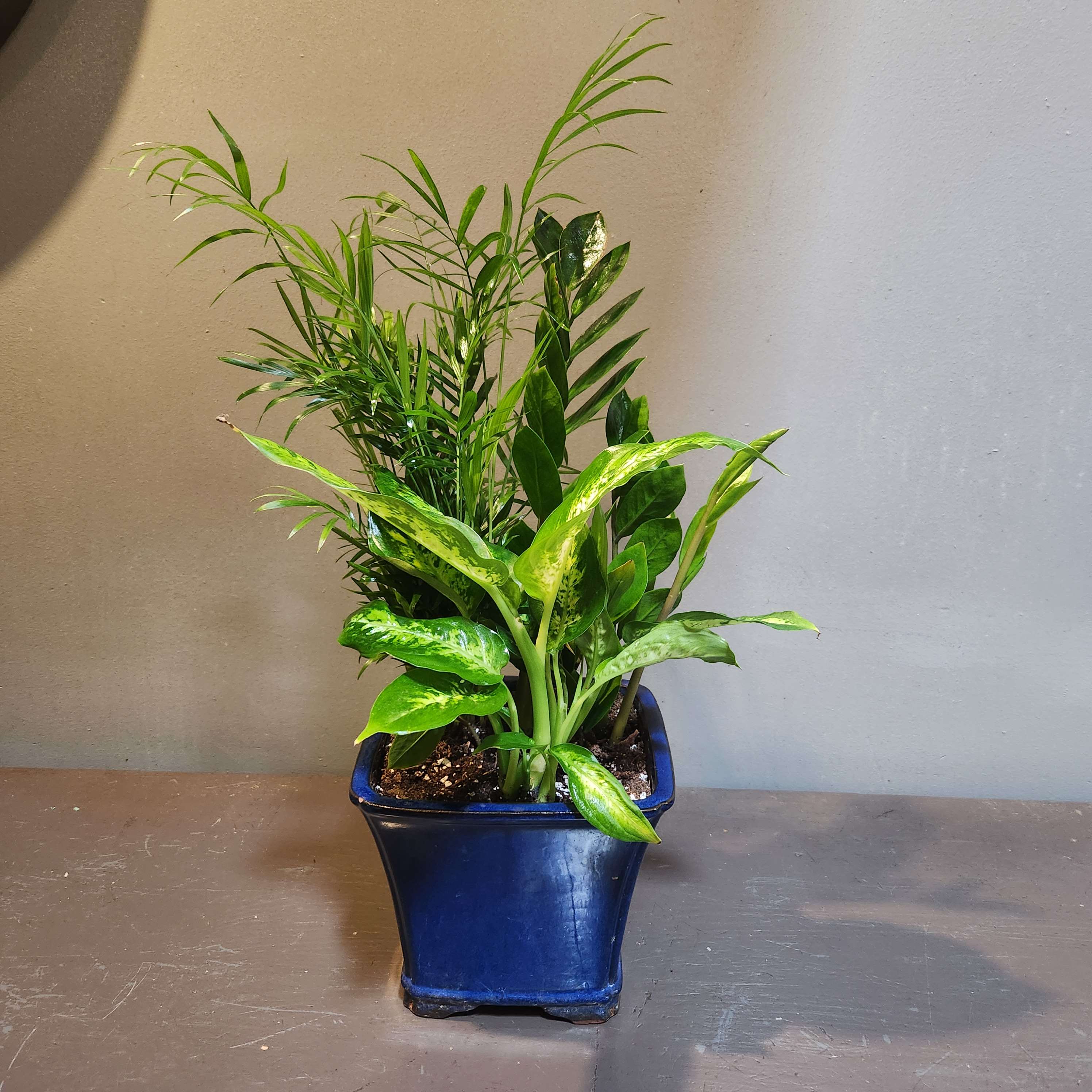 Potted green houseplant in a blue ceramic planter