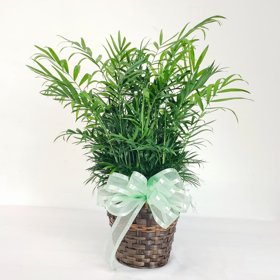 Potted palm plant in a woven basket with a pale green ribbon