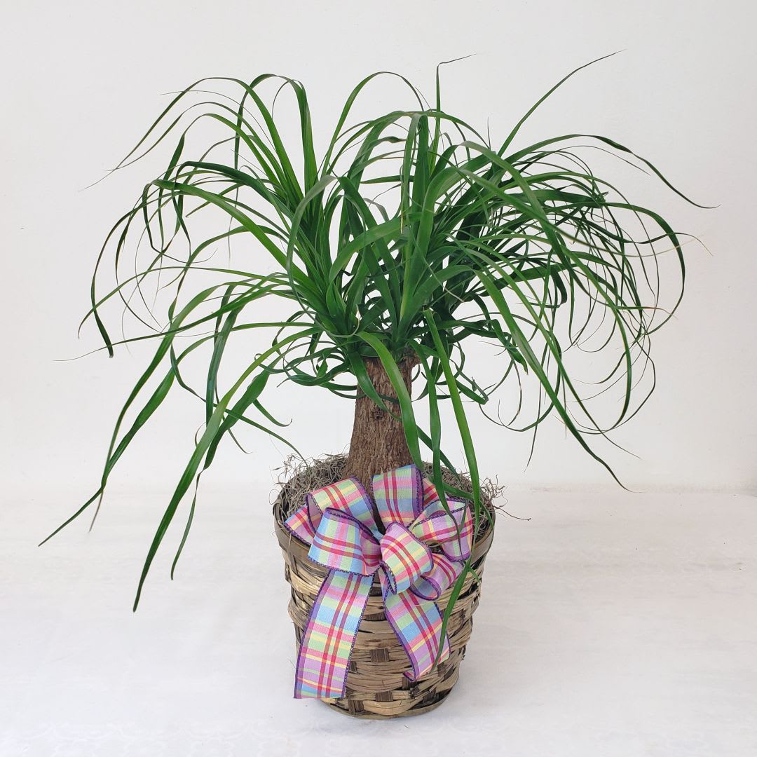 Potted ponytail palm in a woven basket with a plaid ribbon