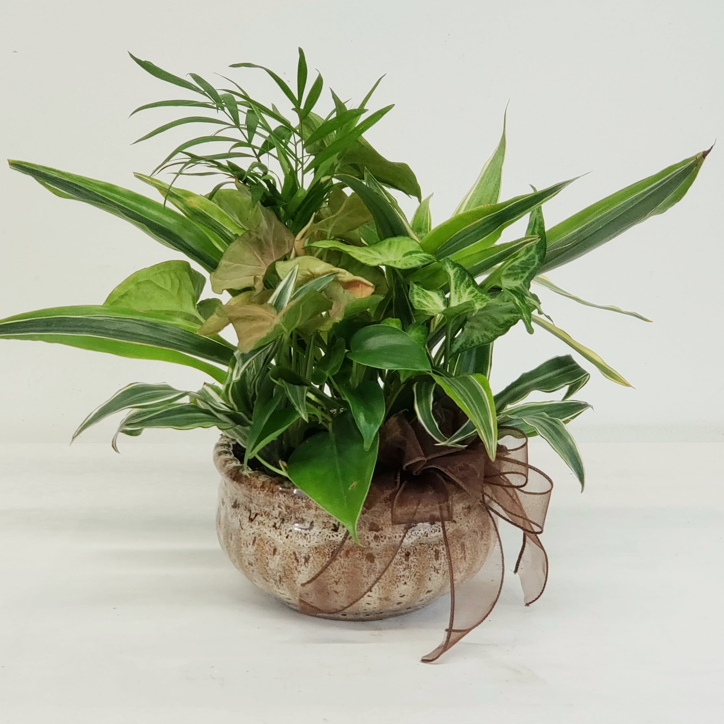Mixed green houseplants in a round ceramic pot with a brown ribbon