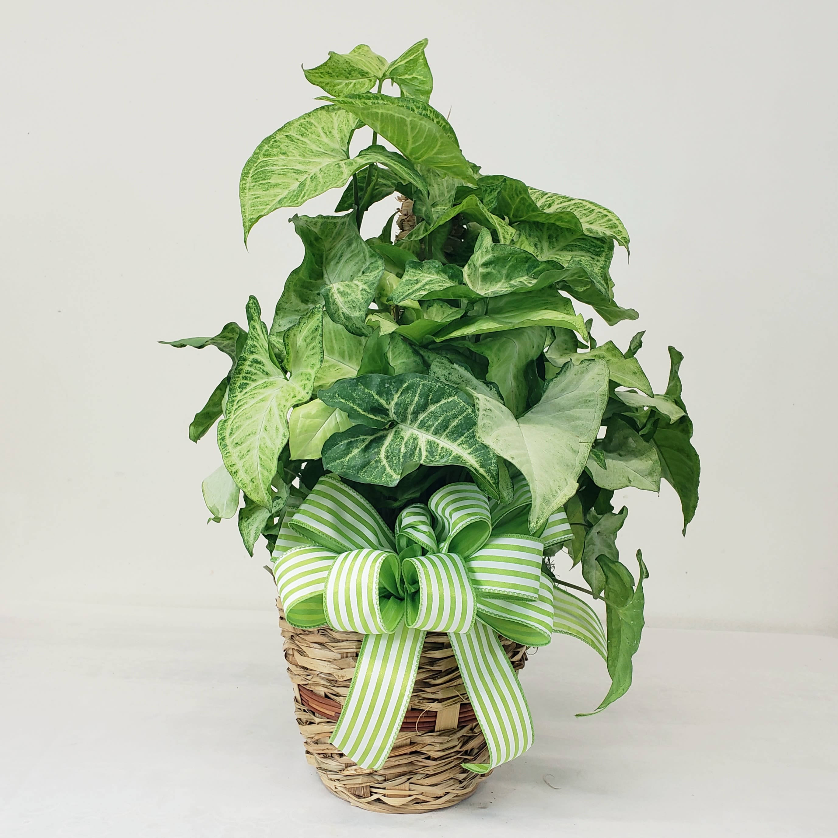 Potted green houseplant in a woven basket with a striped ribbon