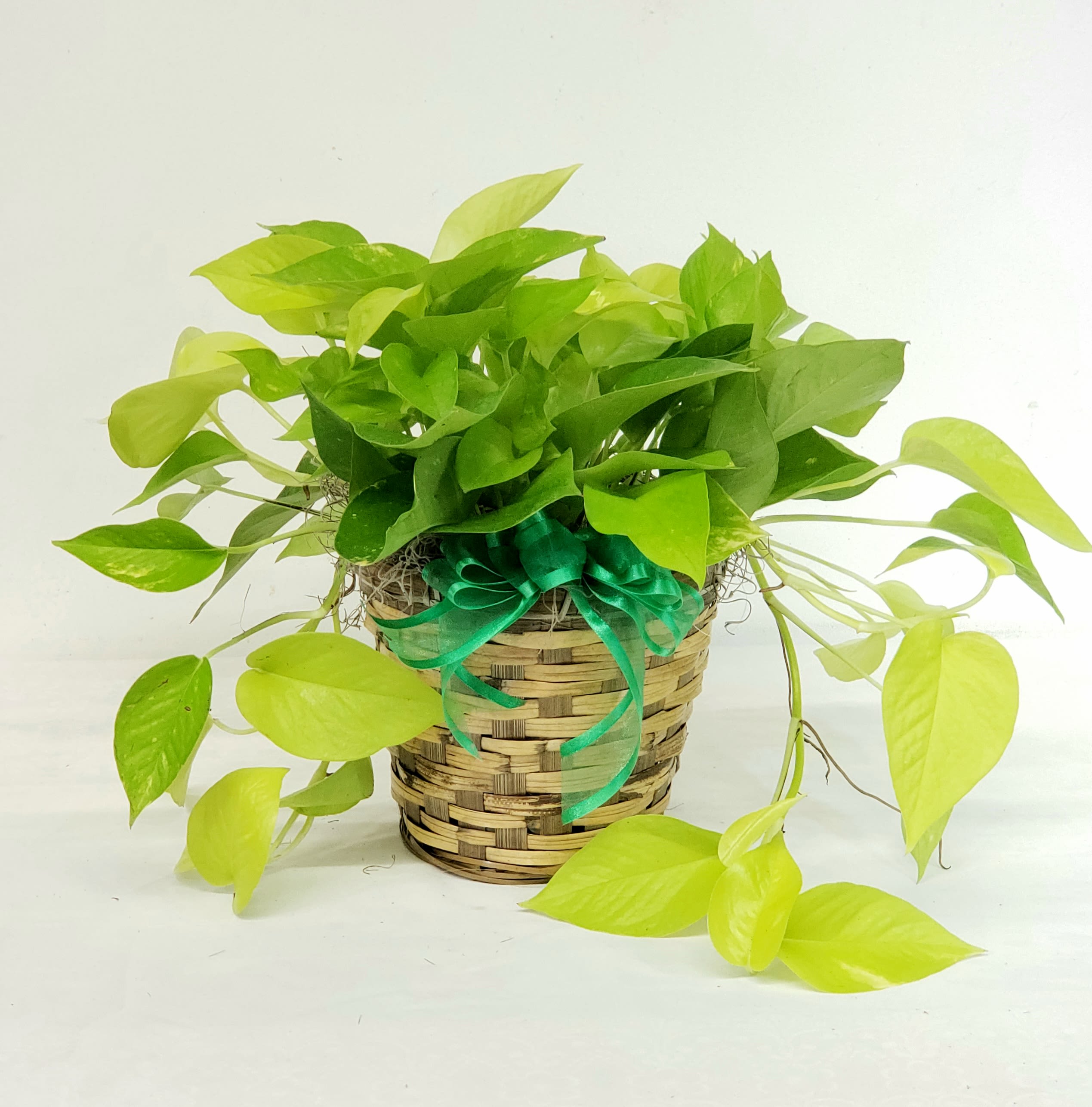 Potted trailing green plant in a woven basket with a ribbon