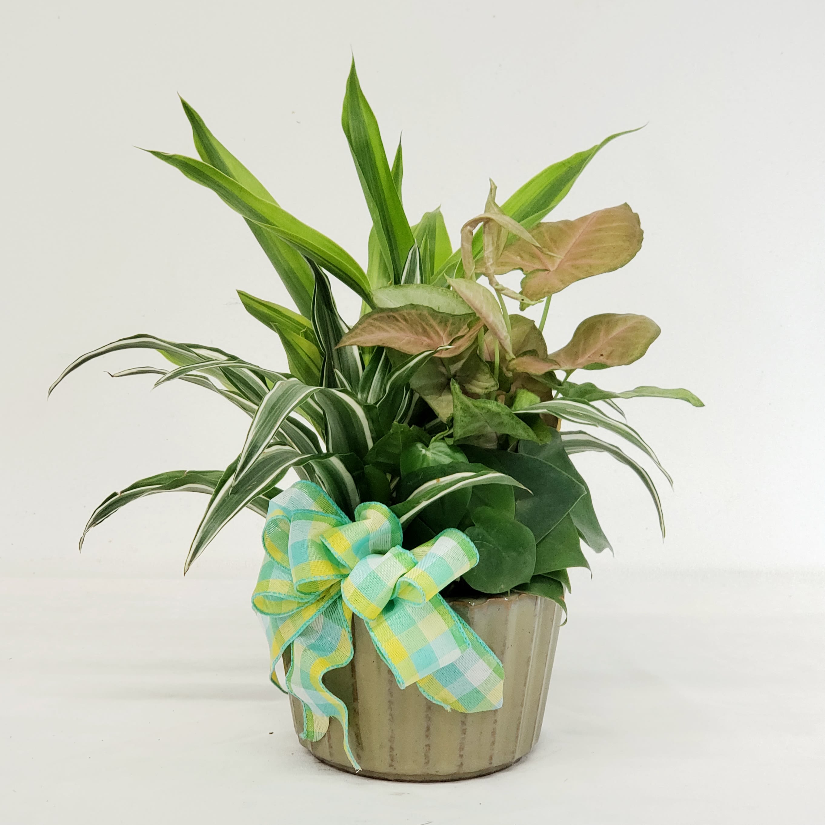 Potted houseplant arrangement with a plaid ribbon bow