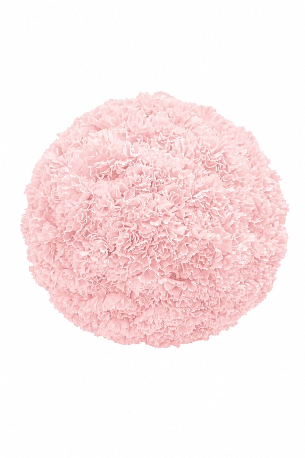Round bouquet of pale pink carnations