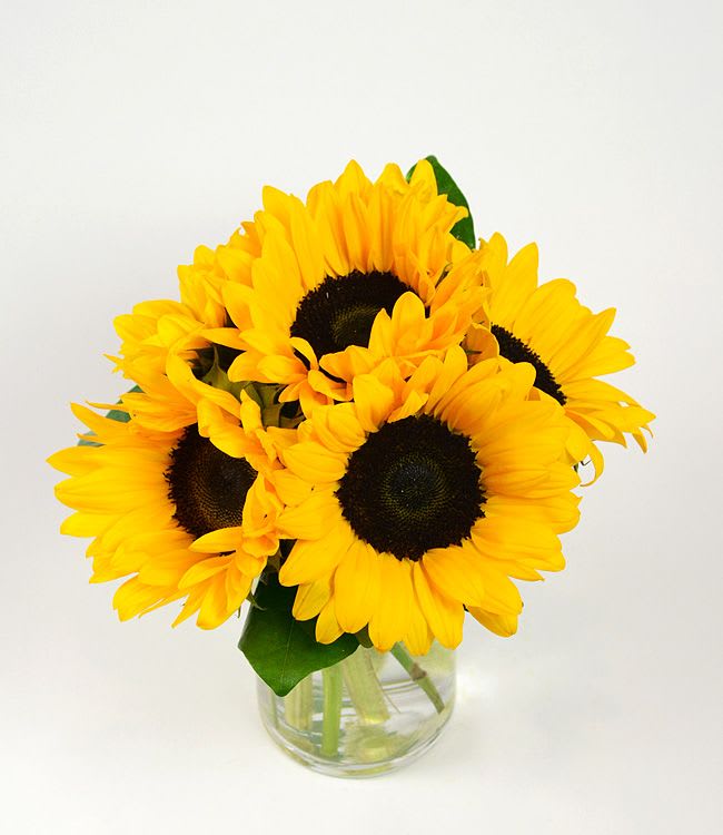 Sunshine  - Radiant sunflowers beautifully arranged with a French Ribbon. Perfect for any occasion to bring a smile to someone special!