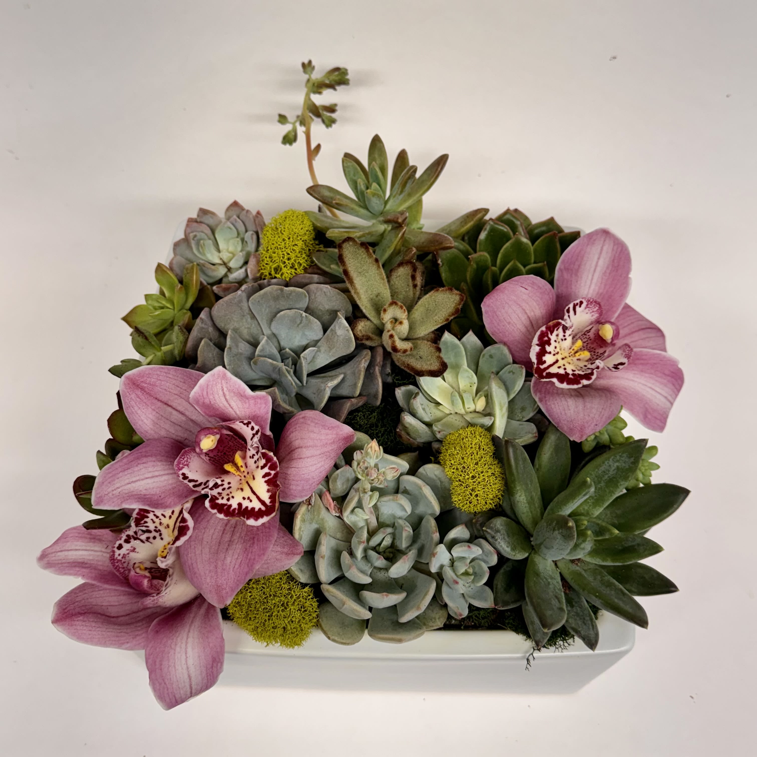 Lovely Succulents - A beautiful array of succulents planted in a square ceramic container. Embellished with moss and gorgeous cymbidium orchids to really help the succulents natural colors pop. Perfect staple to someone's desk or table to bring life to the room. Check out the care instructions for succulents on our website's blog.   https://solambiance.com/blog