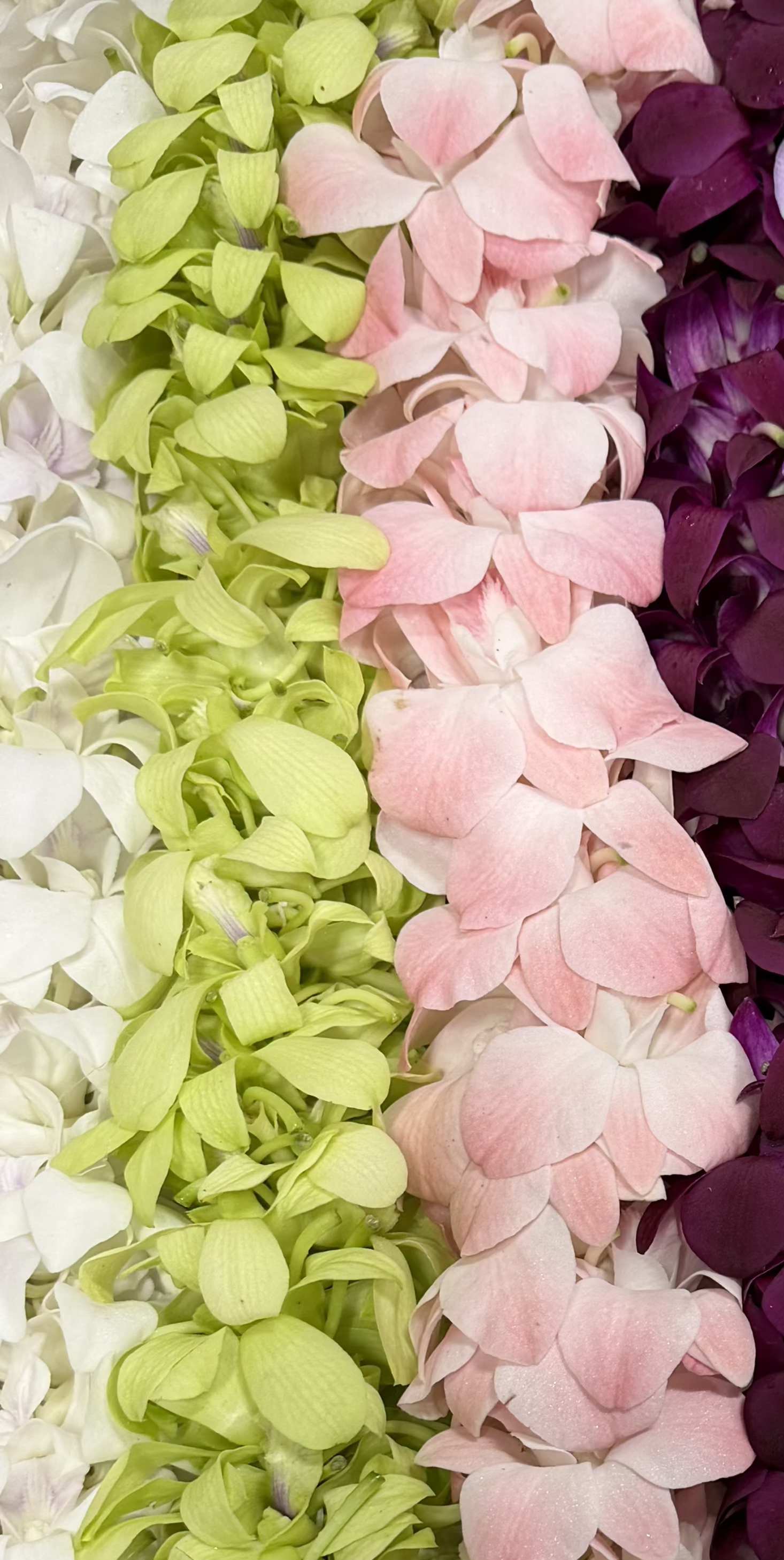 Double Orchid Lei - Designer's Choice - Designer's Choice Lei -- We offer an assortment of different colored lei's in the months of May &amp; June and require 2 weeks in advance for these uncommon orchid colors; light green,  burgandy/fushia, blush pink, and bio-colors.   Please write on the NOTES Section of the color you want. If the color is not available,  we will call you and find a secondary color solution for you.
