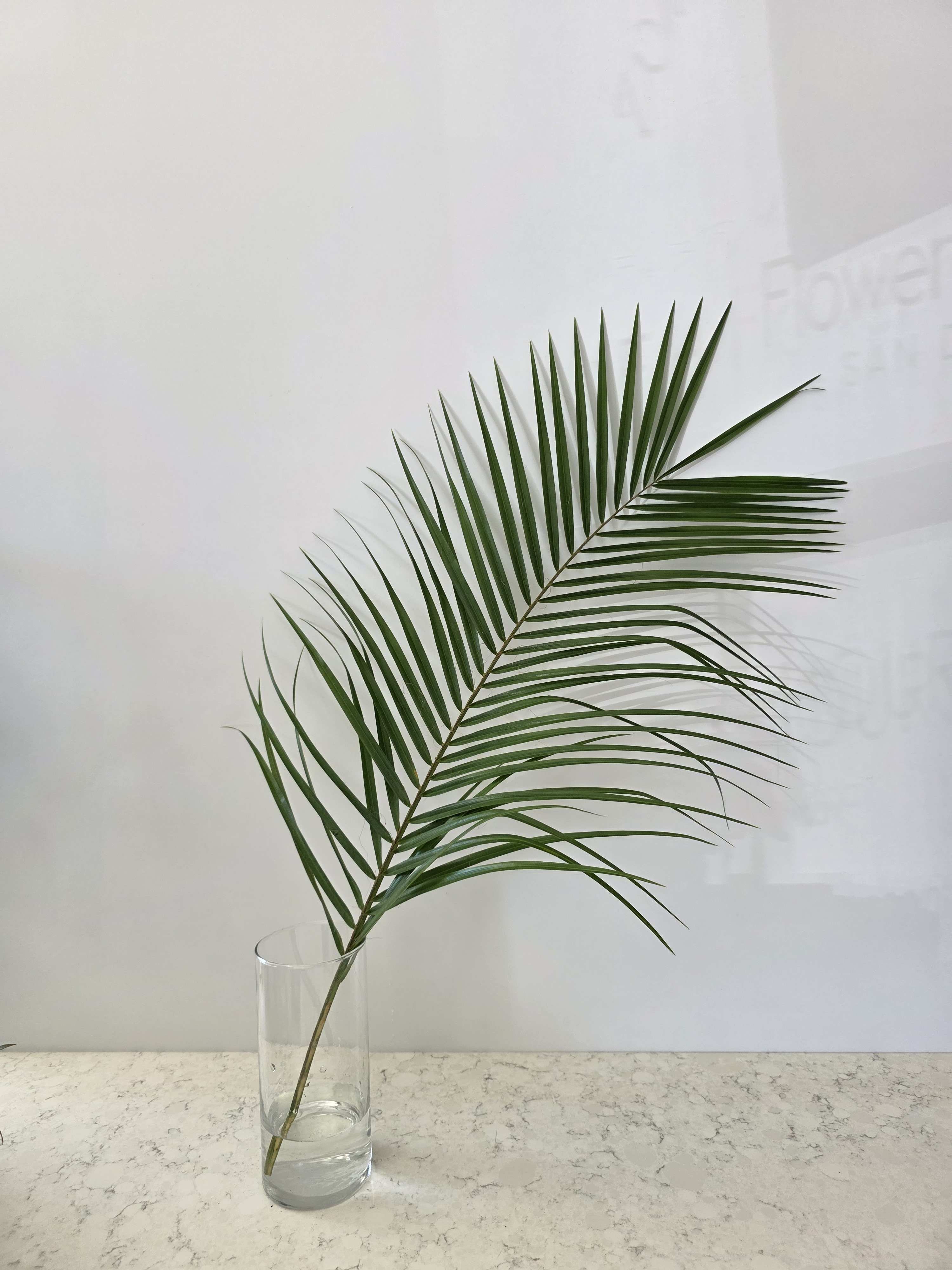 Single palm frond in a clear glass vase