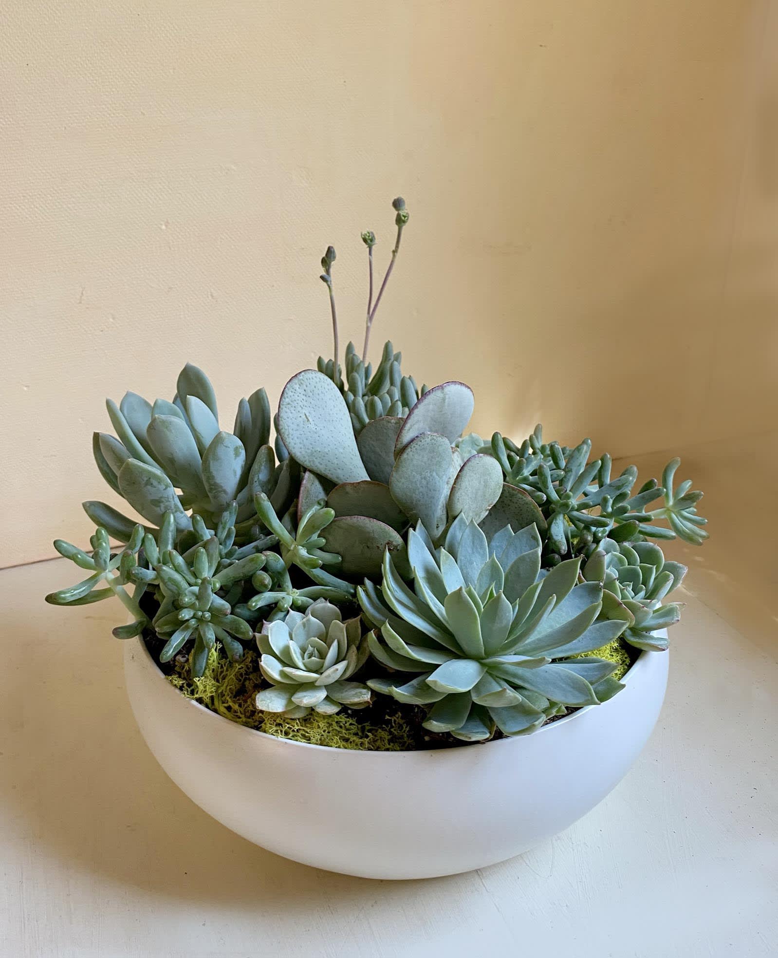 Succulent Garden - A white ceramic round planter filled with fresh and beautiful succulents, topped with moss - ready to be gifted for all occasions. Planter measuring appx 12-14" 