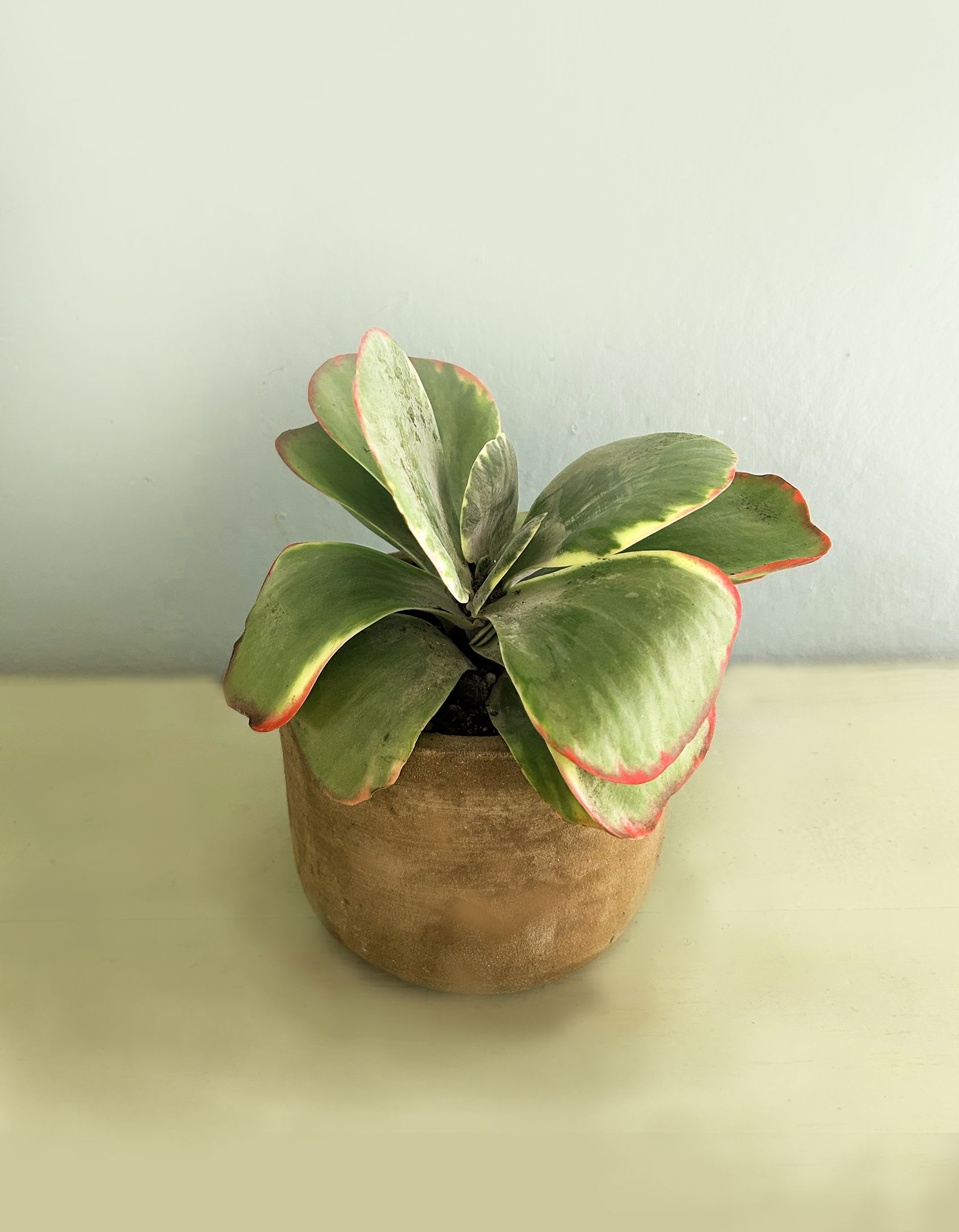 Potted succulent with broad green leaves edged in red