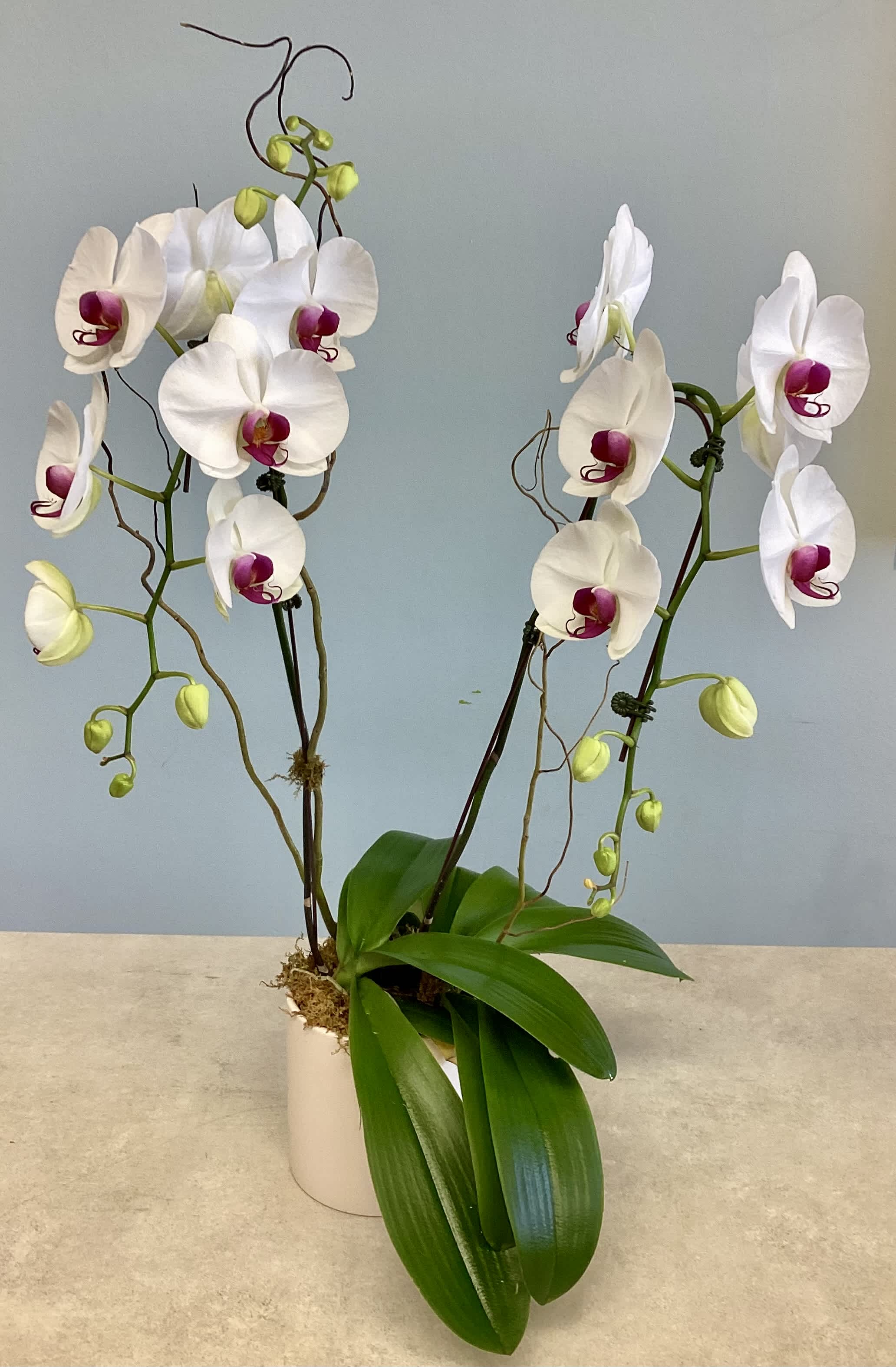 White orchids with magenta centers in a white pot