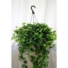 Hanging Ivy Basket - Hanging Ivy Basket