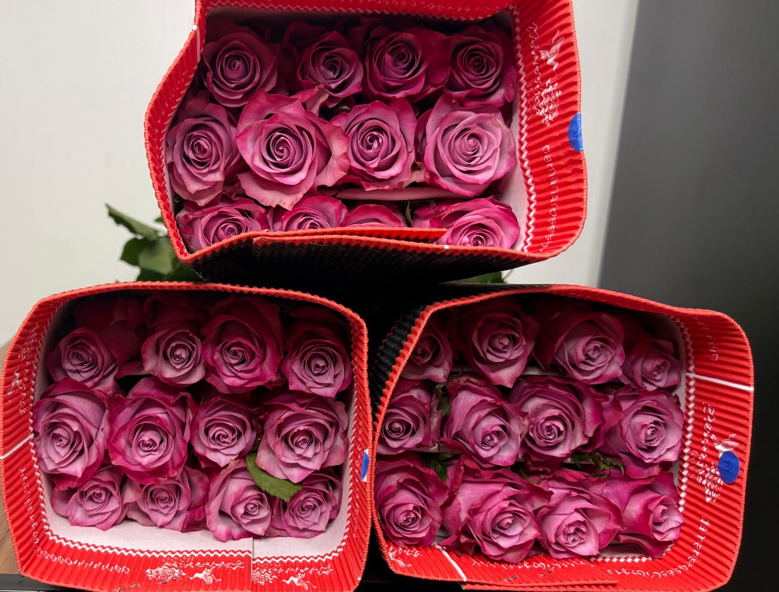 Bunch of deep purple - A bunch of deep purple roses with 25 roses . The roses is dark purple on the outside and lighter in the inside.