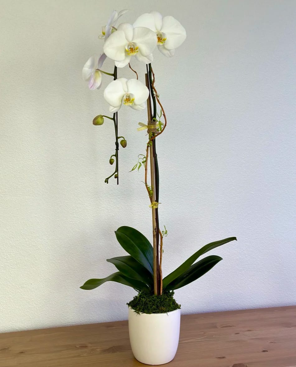 White orchid plant in a white pot with tall stems and broad leaves