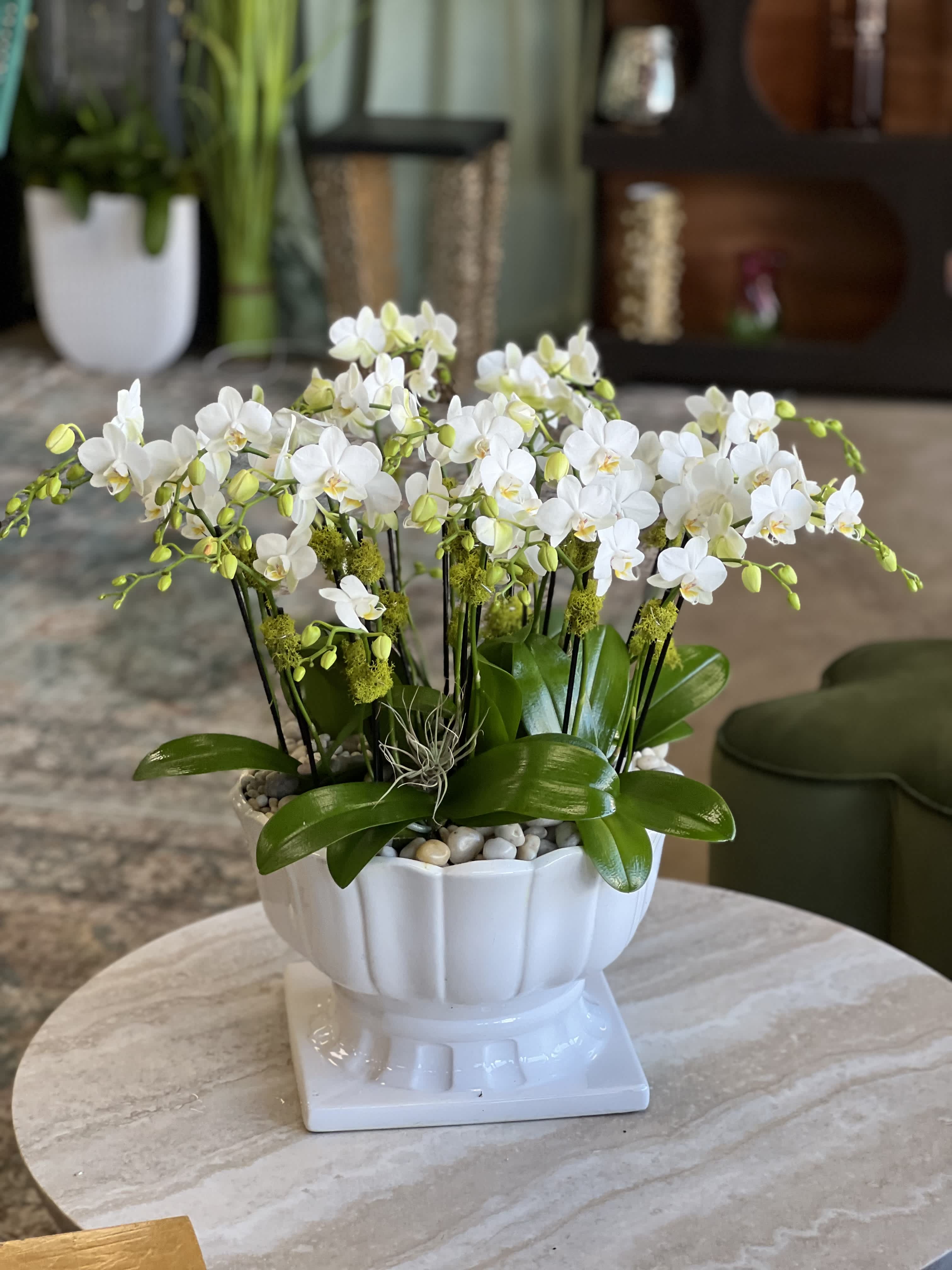 White orchid arrangement in a white pedestal planter