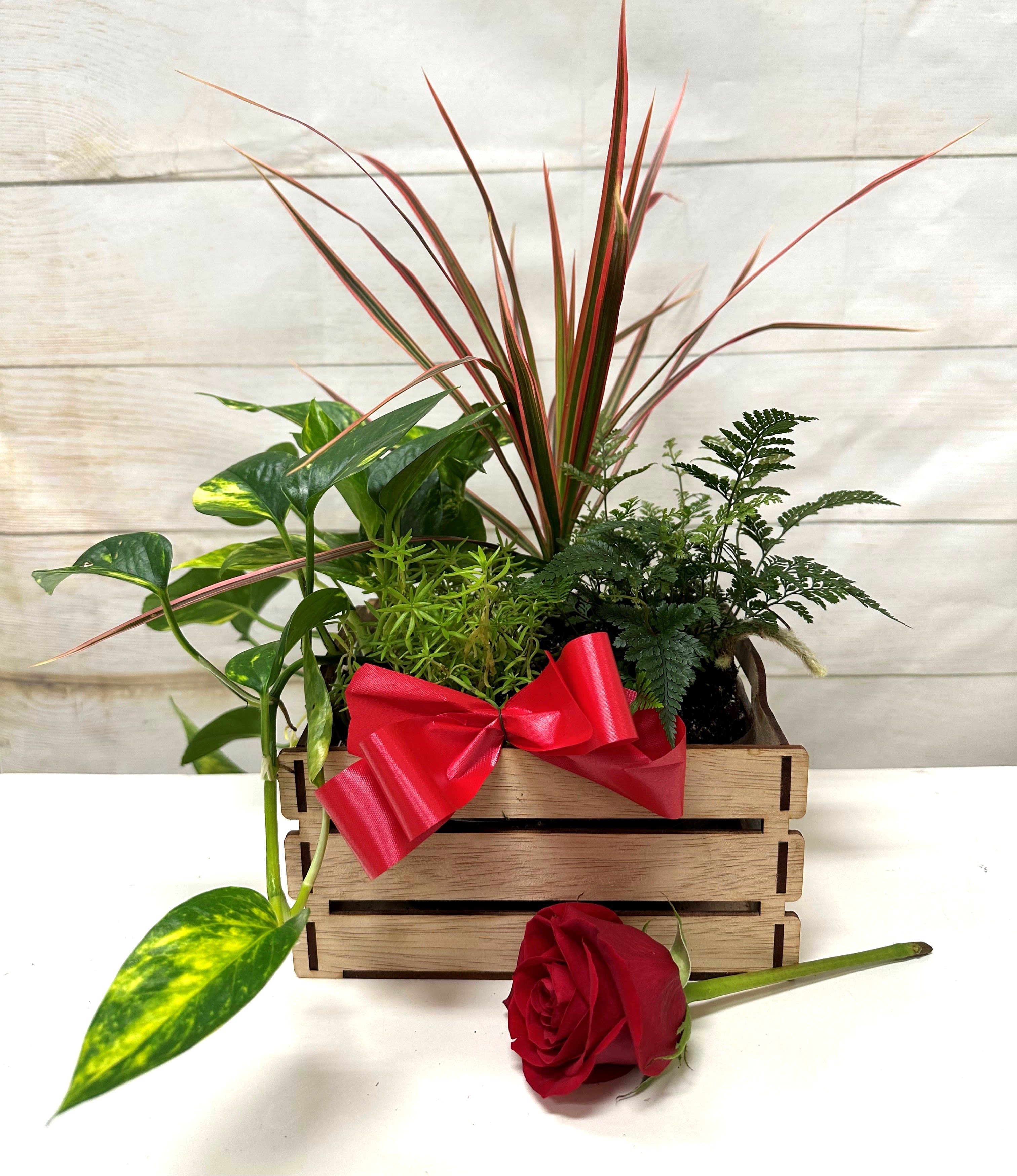 Hawaiian Greens Dish Garden (Medium) - Add a touch of natural extravagance to any home or office with our locally sourced plant collection. Perfect for housewarming gifts, each plant is selected for its beauty and resilience, ensuring it enhances any indoor space with its vibrant presence.  Key Features:  Extravagant Selection: Includes a variety of locally sourced plants known for their beauty and durability.  Perfect for Gifting: Ideal as a thoughtful housewarming gift that adds charm and greenery to new spaces.  Versatile Decor: Enhances the ambiance of both homes and offices, bringing a touch of nature indoors.  Easy Care: Selected for their low maintenance and ability to thrive indoors with minimal care. Assorted Varieties: Each collection may vary, offering a unique blend of plant types and textures.  Bring the beauty of nature indoors with our locally sourced plant collection, a perfect gift choice to welcome loved ones to their new space with elegance and natural charm.       