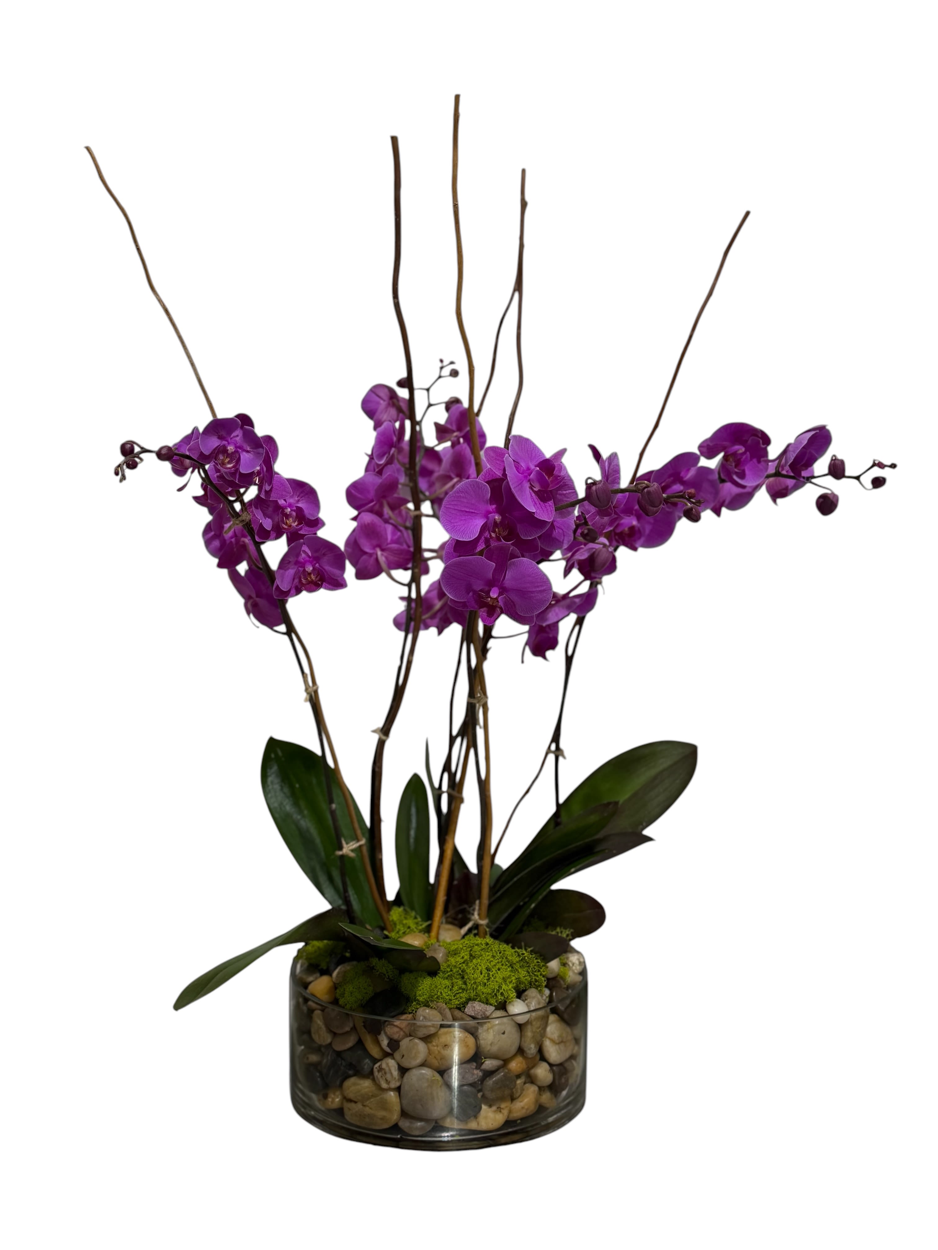 Orchid Oasis - Vivid purple Phalaenopsis orchids arc gracefully from a low glass bowl to create a modern centerpiece-perfect as a birthday bouquet, an elegant anniversary gift, or a thoughtful arrangement to brighten a desk or entry table. The striking purple blooms provide a rich, refined focal point that will make the person you're thinking of feel noticed and cared for, while the overall design reads calm and sculptural for everyday display or special moments.  Several stems of saturated purple phalaenopsis rise above a compact, round glass bowl filled with smooth river stones and topped with bright green moss for contrast and texture. The long, bare stems give height and movement without fuss; the moss and stones create a natural, low-maintenance base that looks polished in a home or office. Approximately tabletop size, it arrives ready to display-just place on a stable surface away from direct heat and refresh the water under the roots as needed to keep the orchids thriving.