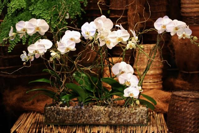 Long Oblong Multi Orchid  - Multi orchid placed in a rectangular vase