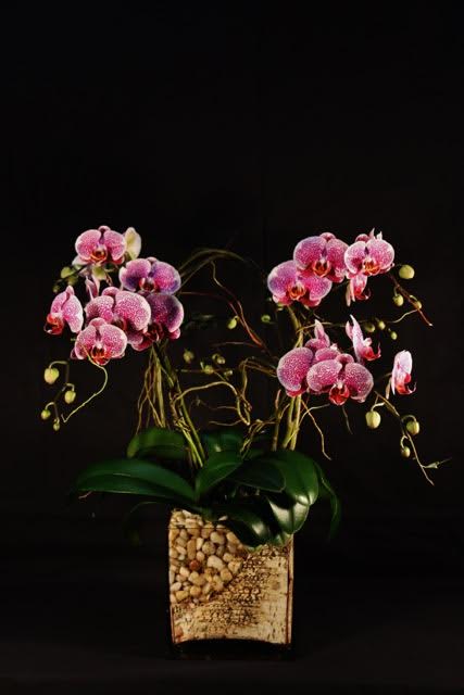 Pink orchids in a textured square pot against a black background