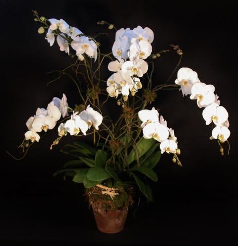 Multi Stem Orchid in a Clay Pot - Multi stem white orchid in a clay pot 