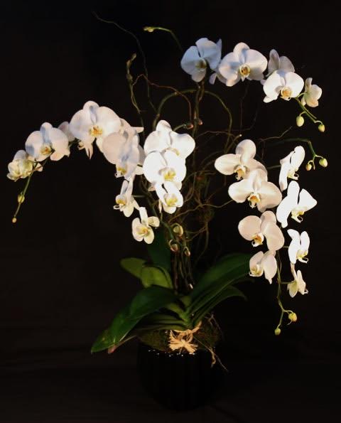 Orchid in Ceramic Pot - Four stem orchid in ceramic pot 