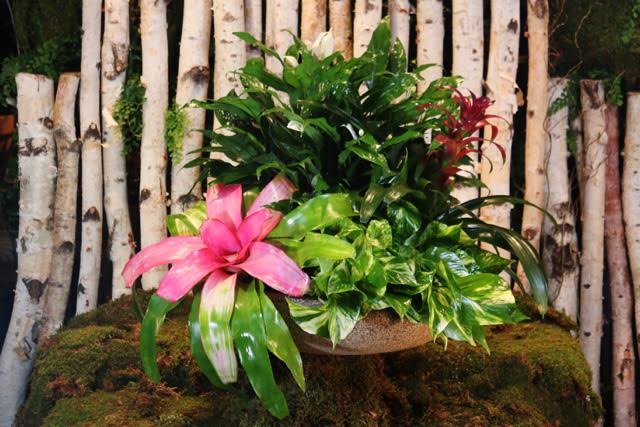 Garden Mix - Garden plants 