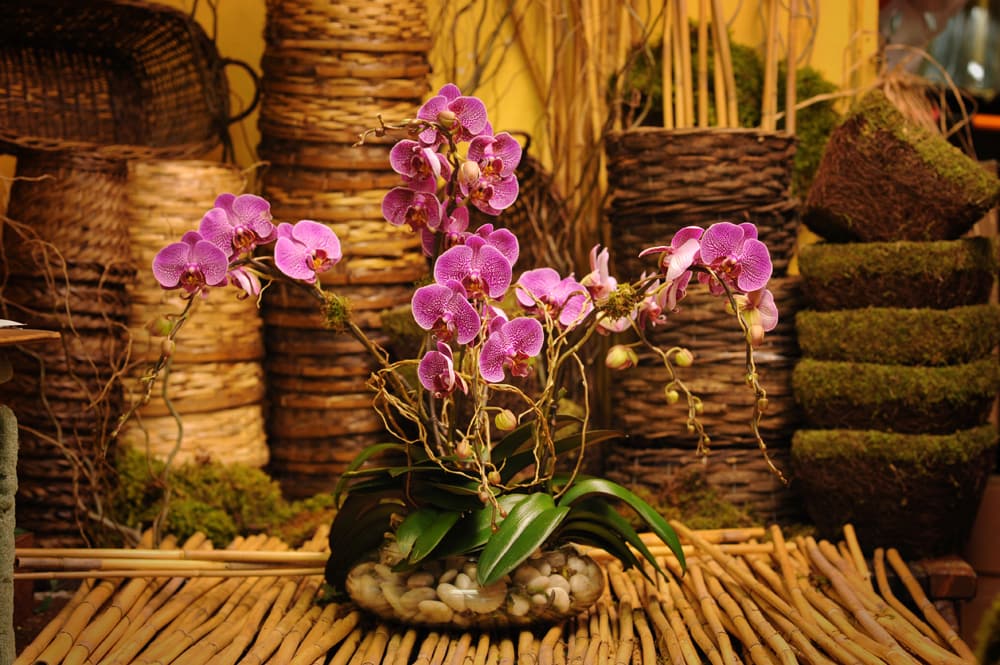 Purple orchids arranged in a glass bowl with stones