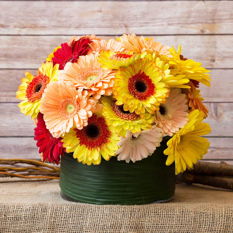 GERBER DAISIES COMPACTLY ARRANGED - MIXED-COLOR GERBERA DAISIES IN ROUND GLASS.