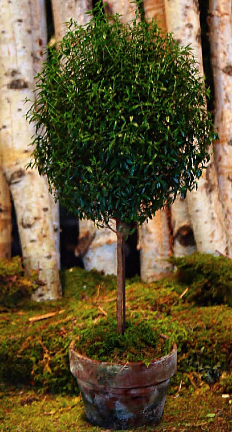 MYRTLE TOPIARY TREE  - DERIVE FROM THE GREEK WORD "TOPO" MEANING PLACE, AND THE LATIN "TOPIARIUS. GIVE THEM PLENTY LIGHT. DON'T LET THEM DRY-OUT. GROWING SEASON, MARCH THROUGH SEPTEMBER, FERTILIZE EVERY COUPLE OF WEEKS.