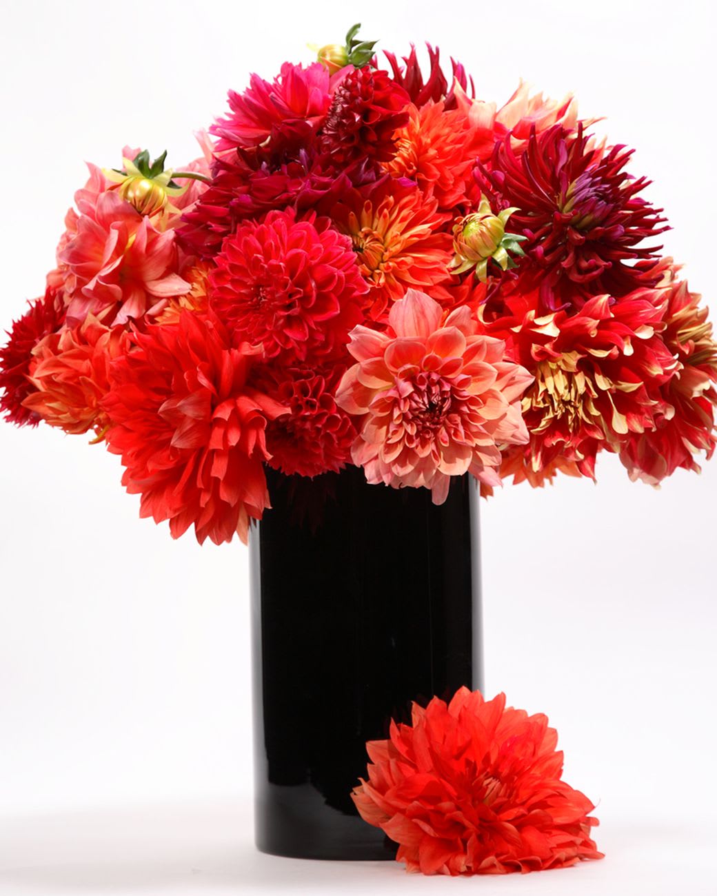 THE DAHLIA QUEEN - ASSORTMENT OF THE FRESHEST FARM-GROWN DAHLIAS DENSELY PACK IN A BLACK CYLINDER. 
