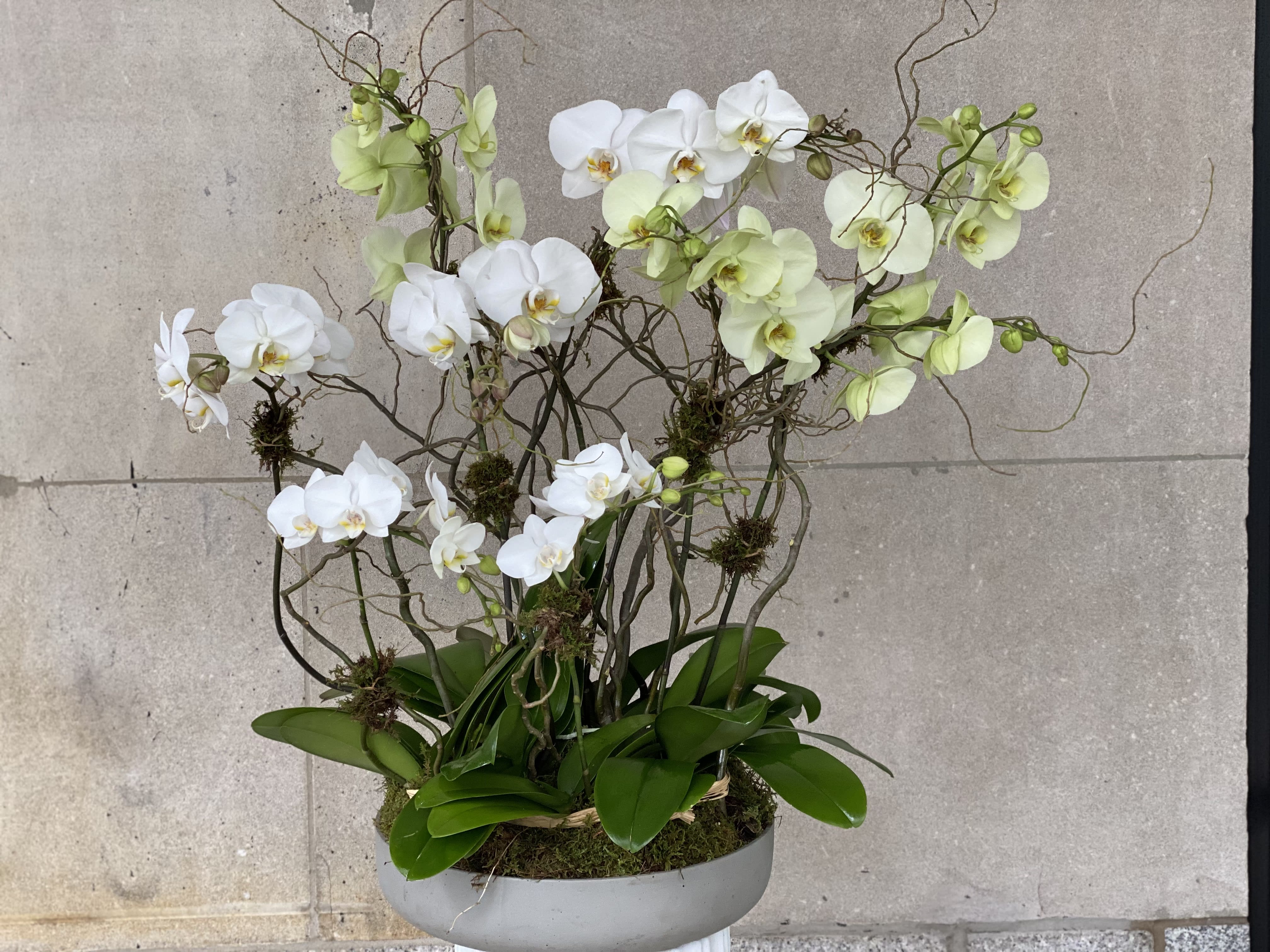THE MASTER'S ORCHID  - Flowers by Philip offers a large selection of orchid plants in various colors and sizes , this selection is available all year round.  This planter is a collection of white Phalaenopsis orchids and the rare to find butter scotch color Phalaenopsis.   