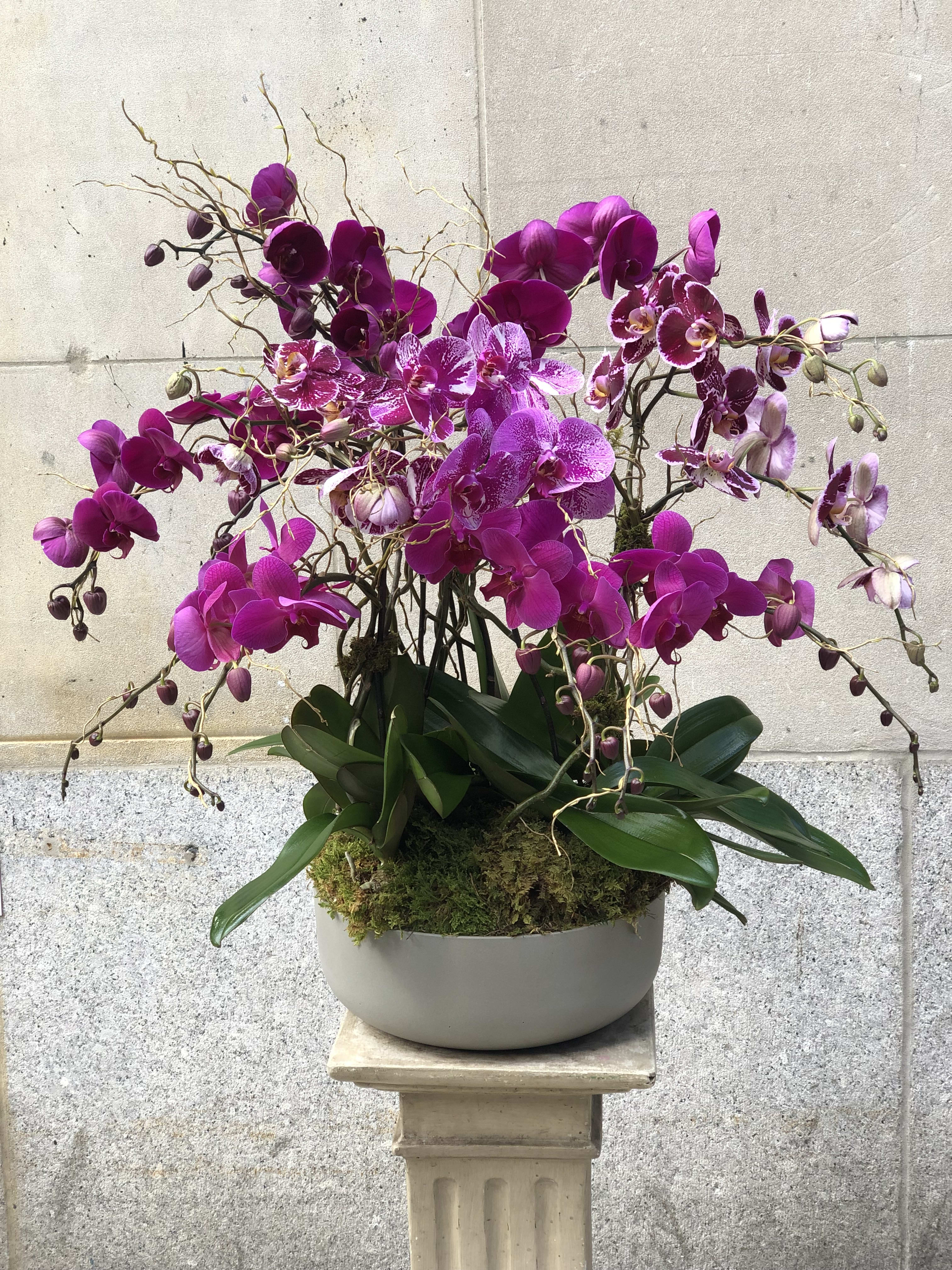 THE MASTER'S ORCHID #2  - Flowers by Philip offers a large selection of orchid plants available all year round, this compositions features multiple plants in purples, lavender and variegated purples tones.     